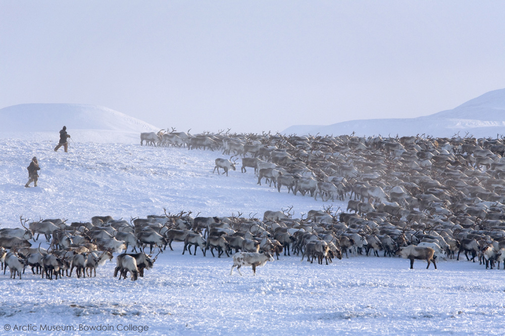 Chukchi men rounding up a herd of reindeer near their winter pastures on the Chukotskiy Peninsula. Chukotka, Siberia, Russia. 2010